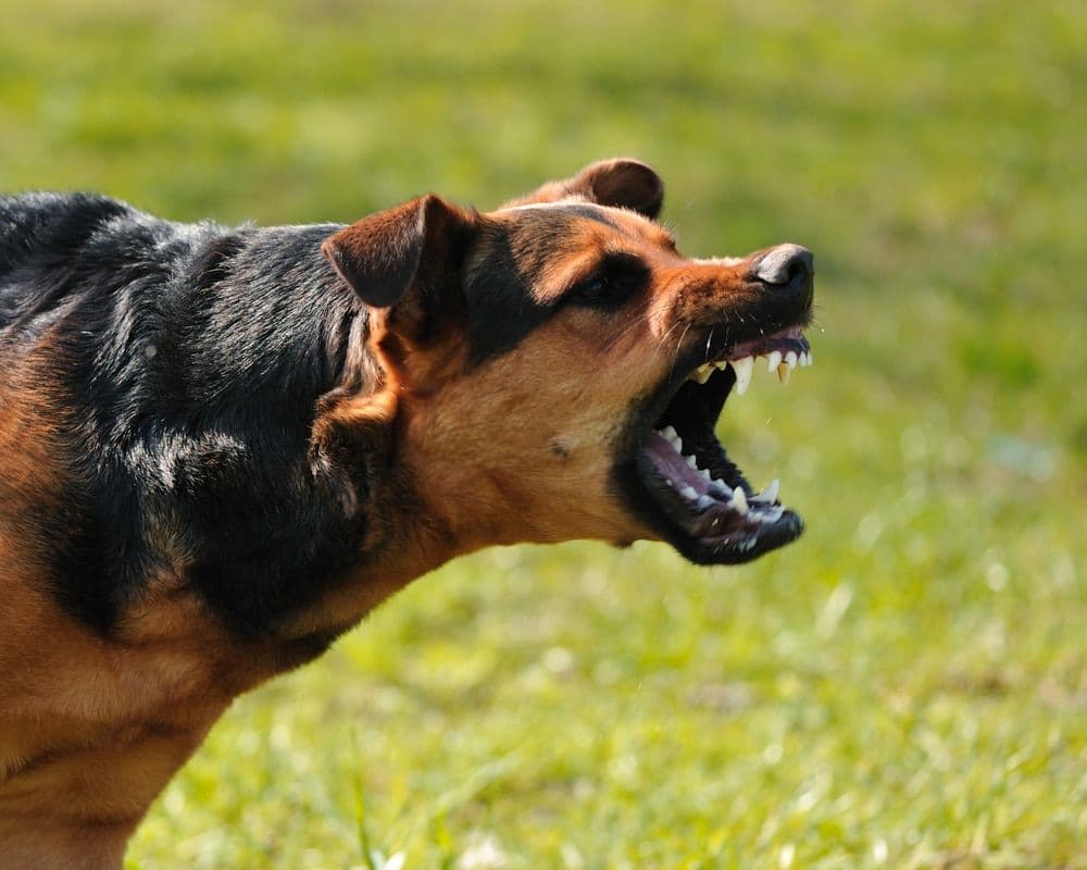 dogbite.jpg